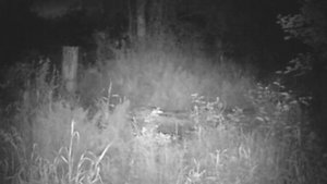 ЗАБЫЛИ ФОТОЛОВУШКУ НА СОЛОНЦЕ, 3 МЕСЯЦА КОГО ТАМ ТОЛЬКО НЕ БЫЛО