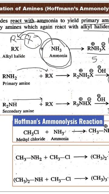 Hoffman's Ammonolysis Reaction смотреть онлайн
