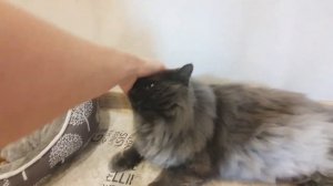 Гнездо кота и шпиц жадина!