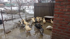 А снег всё идёт и идёт! Как раз на КРЕЩЕНЬЕ! 19.01.25