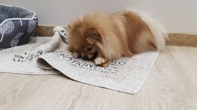 Шпиц создаёт странный грохот!