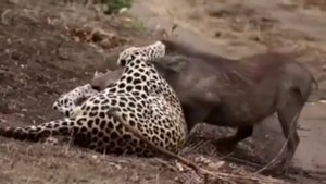 бородавочник против леопарда