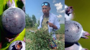 ИРГА канадская сорт МАНДАН (MANDAN) описание первого плодоношения.