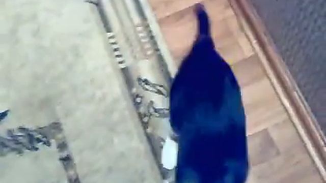 Коту не нравится, когда трогают за усы смотреть онлайн