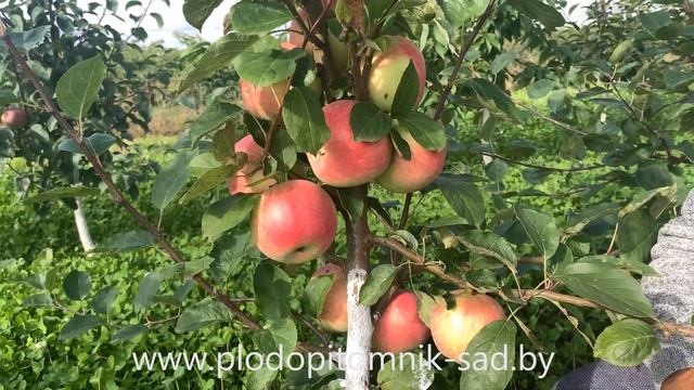 Яблоня сорт СЛАВА ПОБЕДИТЕЛЯМ смотреть онлайн
