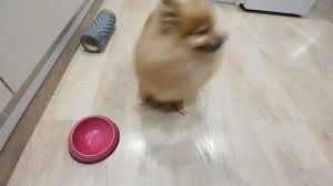 Бодрое утро со шпицинкой!