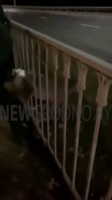 В спальный район Гродно забрела косуля