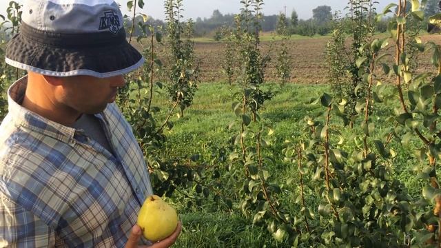 Груша сорт Велеса смотреть онлайн
