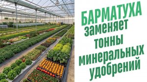 Время удобрения почвы.