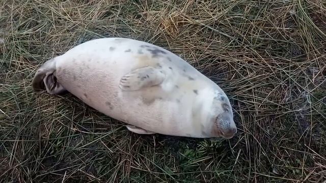 Grey seal pup snoring in Donna Nook смотреть онлайн