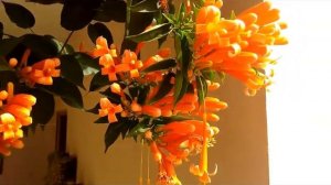 HOW TO GROW AND CARE FLAME VINE/ORANGE TRUMPET VINE- BEST FLOWERING CREEPER IN WINTERS