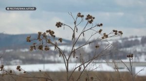 Власти Республики Алтай лишили регионального статуса два масштабных инвестпроекта