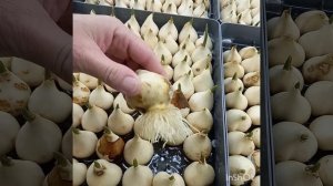 22.01.25 выгонка тюльпанов