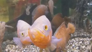 Крупные рыбки в аквариуме