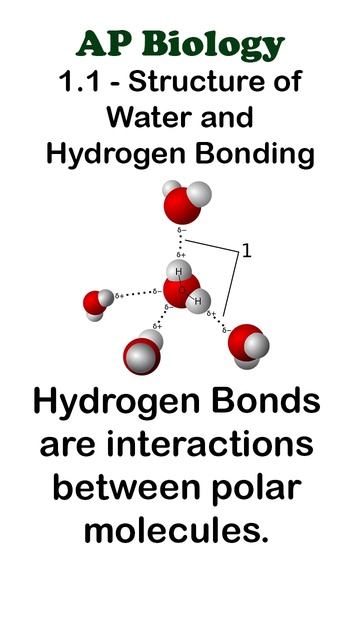 AP Bio 1.1 Part 2 - Hydrogen Bonding  #apbiology  #biochemistry