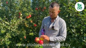 Яблоня ДЖЕЙМС ГРИВ. Скороплодный сорт шотландской селекции.