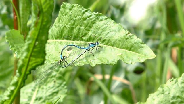 Common Azure BLUE DAMSELFLY - Tandem Mating смотреть онлайн