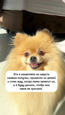Бася - хохотуха!