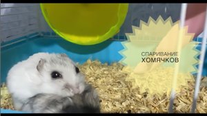 Спаривание хомяков. Брачные игры нашей влюблённой парочки. Вязка.