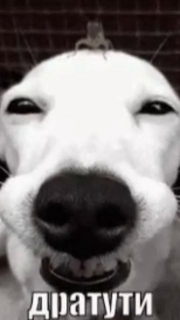ног