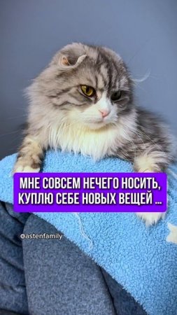 Не чего носить  #astenfamily#кототерапия #кошечки#приколыкоты#котыприколы#смешныекотики