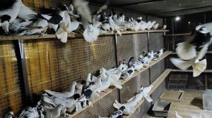 24.01.2025г Голуби Александра ч. 3