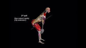 Упражнение — рывок гантели одной рукой