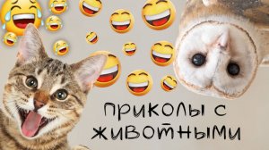 Смешные видео с животными / выпуск #3