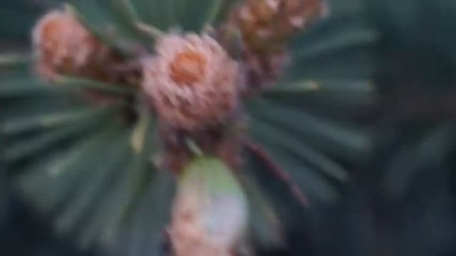 Шишки на маленькой ёлочке, Волгоград, Спартановка смотреть онлайн