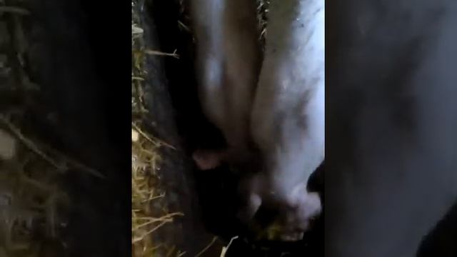 свинки играют в" футбол" смотреть онлайн