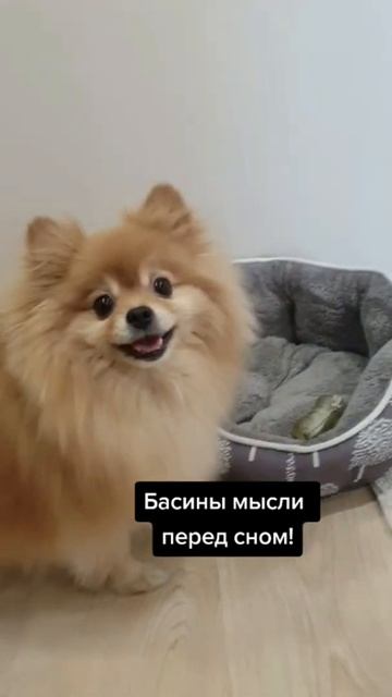 О чём думает Бася перед сном?