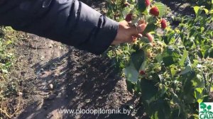 Малина ремонтантная сорт Бриллиантовая