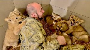 Малыши уже понемногу доверяют, но каждый раз встречают шипением)