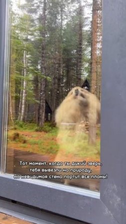 Дикий зверь ограничен в действиях!