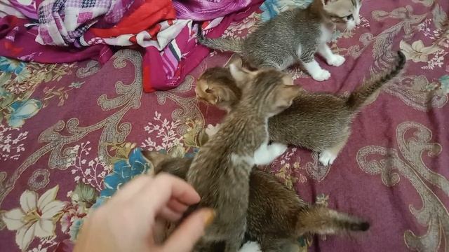 Индийские котята