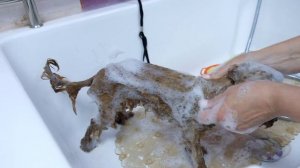 Правила ухода за щенками собак длиношерстных пород.Содержание, груминг.Руководство пользователя.