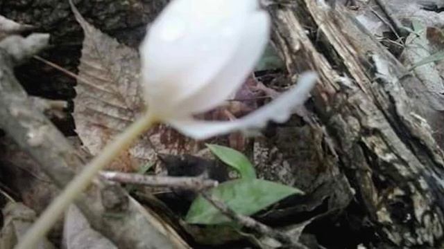 Nujabes x Dilla, Lofi Hip Hop, Sampled Boom Bap, black coffee, cigarettes & cassettes prod. [LTB] смотреть онлайн