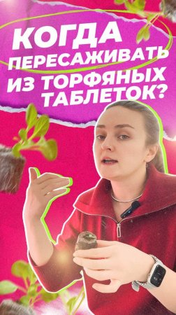 Когда пересаживать из торфяных таблеток? #shorts