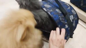 Шпиц переживает, как кот сходит к ветеринару