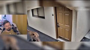 17 Странных видео снятых на камеру домофона / дверного звонка / скрытая камера|Крайм Архив|Реакция