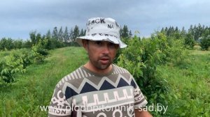 Жёлтая черешня сорт Журба. Самая зимостойкая черешня белорусской селекции с плодами жёлтого цвета.