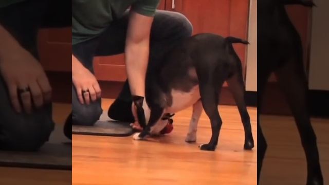 Kong Classic - Doggie смотреть онлайн