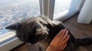 Что делать, если Рысику скучно?