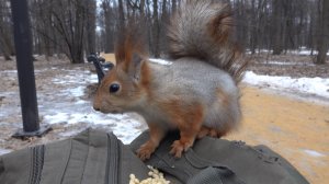 Небольшая зарисовка со знакомой белкой