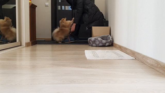 Шпицинка Бася тяжело переносит наше расставание!