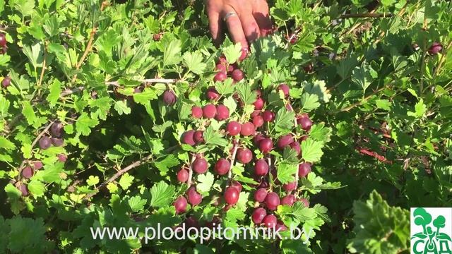 Крыжовник сорт Олави (Хиннонмайнен пунайнен) смотреть онлайн