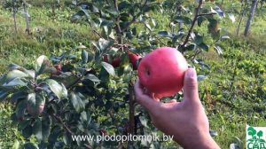 Яблоня сорт Хоней крисп (Honey crisp)