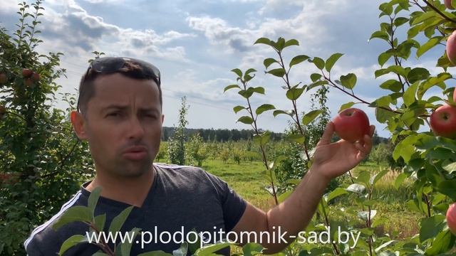 Яблоня сорт Вербное. Надёжный поздний сорт яблок белорусской селекции. смотреть онлайн