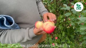 Яблоня МАНТЕТ: Лучший выбор для садоводов - сильный АРОМАТ, высокая УРОЖАЙНОСТЬ и РАННЕЕ созревание.