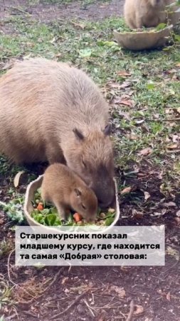 В любимой Доброй столовой